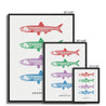 Anchovies - Framed Canvas