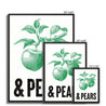 Apples & Pears Framed Canvas