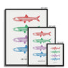 Anchovies - Framed Canvas