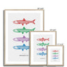 Anchovies - Fine Art Print